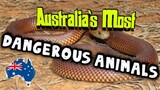 10 Most Dangerous Creatures in Australia