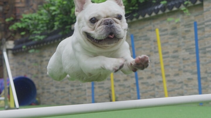 Ini mungkin adalah bulldog Prancis pertama yang berlari dengan lincah! Anjing border collie di rumah