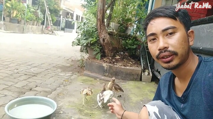 Sibelekok balik lagi padahal udah di lepasin di alam dan bertemu koloni burung2 Rawa