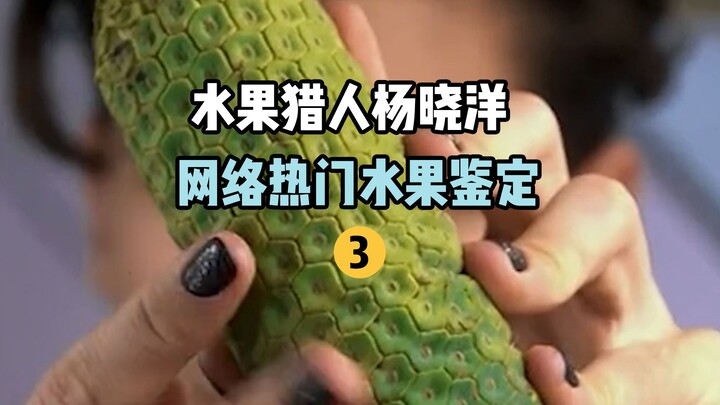[Fruit Hunter x Hunter] Identifikasi Buah Populer Online 3