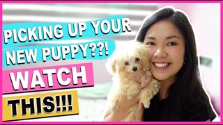 NEW PUPPY GUIDE- 5 Tips When You Pick Up a New Puppy | The Poodle Mom