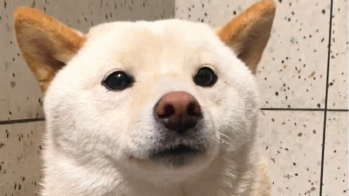 Immersive Dog Washing*3