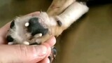 Binatang | Membersihkan Parasit dari Tubuh Anjing Liar, Intens!