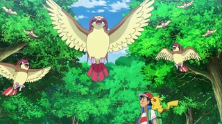 Xiaozhi: See? These are the home birds in the Kanto region that I trained!