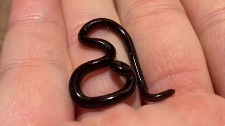 [Animals]Unboxing of the world's smallest snake