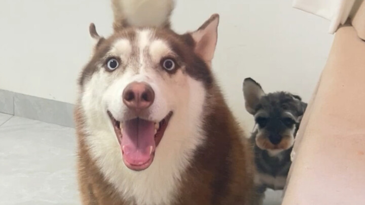 Setiap hari selalu dimarahi oleh anjing bodoh ini!
