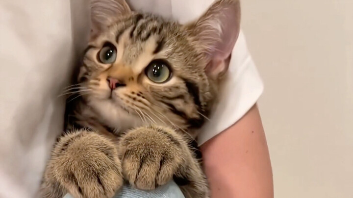 So cute—its little hands are so soft!