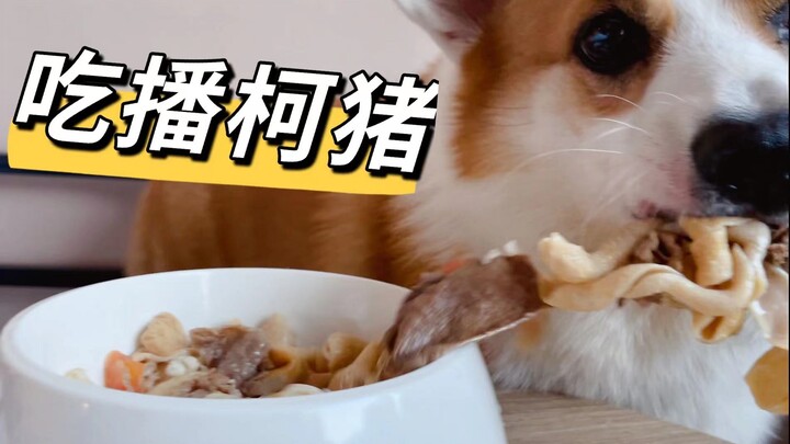 Ngedoain makanan buat si Corgi yang lagi keliling China, eh dia langsung ngabisin setengah mangkuk d