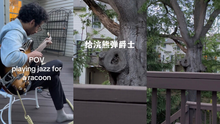 Khi bạn chơi nhạc jazz cho gấu mèo nghe🎵