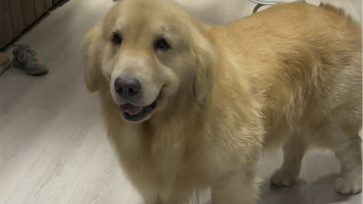 يوم جديد لإضحاك سيّدي الغبي وجعله سعيدًا!