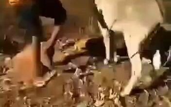 Baru dipukul beberapa kali, si keledai langsung terbangun.