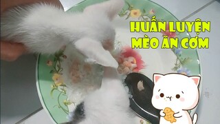 Dạy Mèo Con Ăn Cơm - Funny and Cute Cat | MI LU