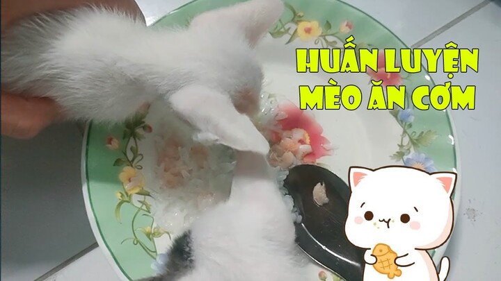 Dạy Mèo Con Ăn Cơm - Funny and Cute Cat | MI LU