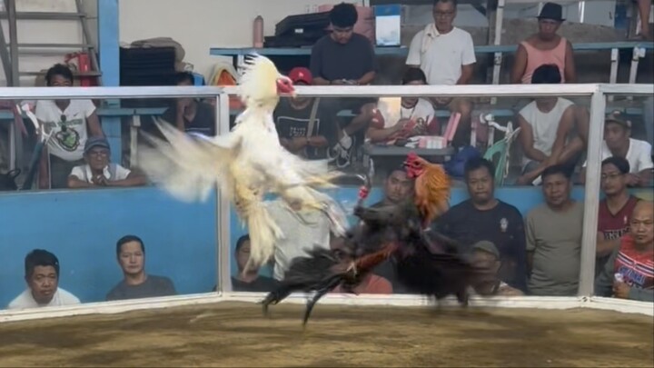 Super galing ding ng White Bulik nagpaligo ng palo