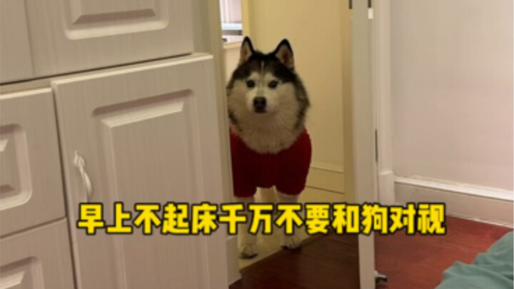 إذا لم تستيقظ في الصباح، إياك أن تنظر مباشرة إلى عيني الكلب...