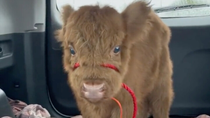 The uncle originally wanted to raise a calf, but the size of the calf when it grew up shocked the wh