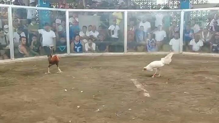 Lucio gf Thompson white