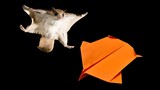 Wonderful paper airplane, flying squirrel