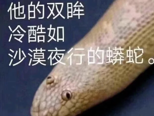 【Lingyan】Ada juga ular yang berbaring di pasir? Penemuan mengejutkan di gurun Xinjiang!!