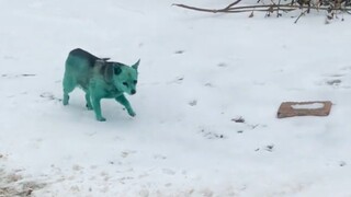 The dog got frozen and mutated