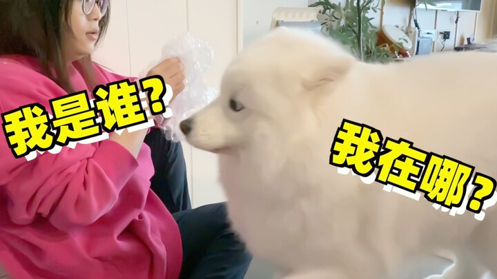 Ibu membuka paket kiriman dan menemukan selembar kertas gelembung; si permen kapas Samoyed ingin ber