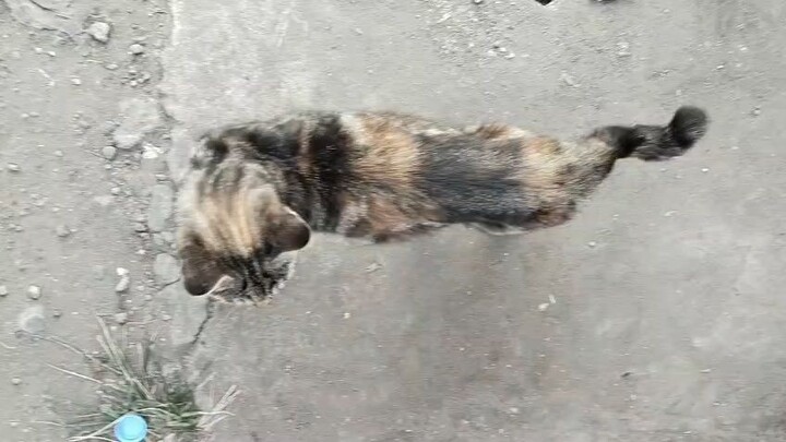 kucing warna kuning hitam