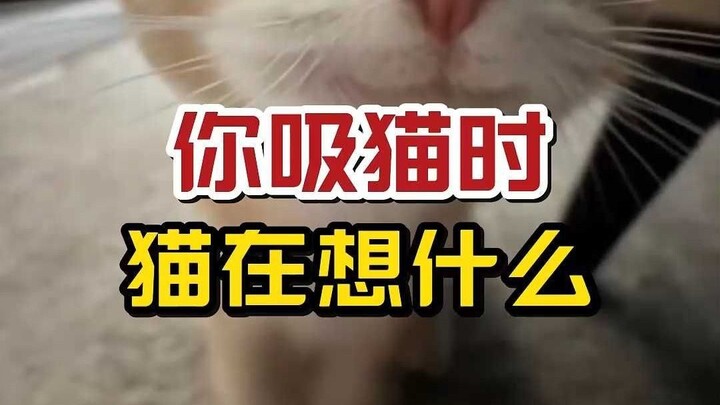 แมวมองพฤติกรรมสุดแปลกของคุณยังไง?