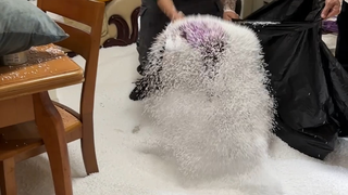 The lazy sofa "exploded" and the vacuum cleaner "vomited"...