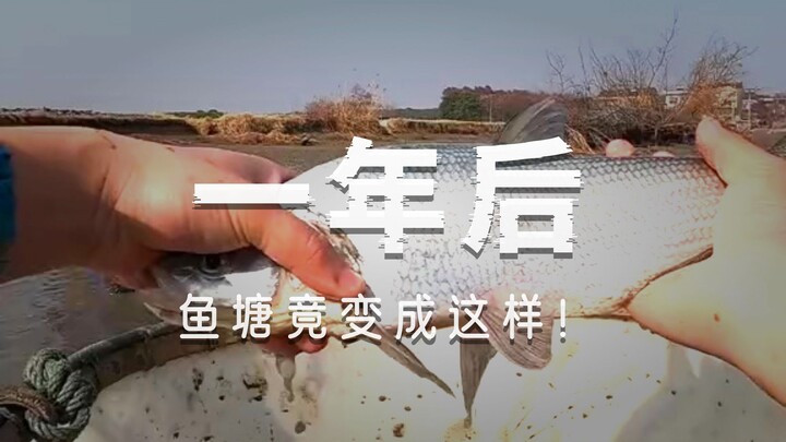 Two years of fishing, and twice I came up empty! Will this “revenge plan” on my own pond finally suc