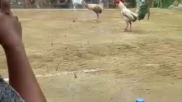 3rd fight #loss