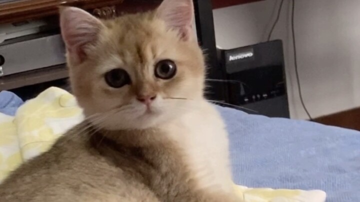 Anda mengeluarkan suara-suara tidak senonoh saat kucing Anda menjilati bulunya