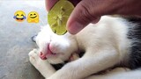 Funniest Cat And Dog | MEOW