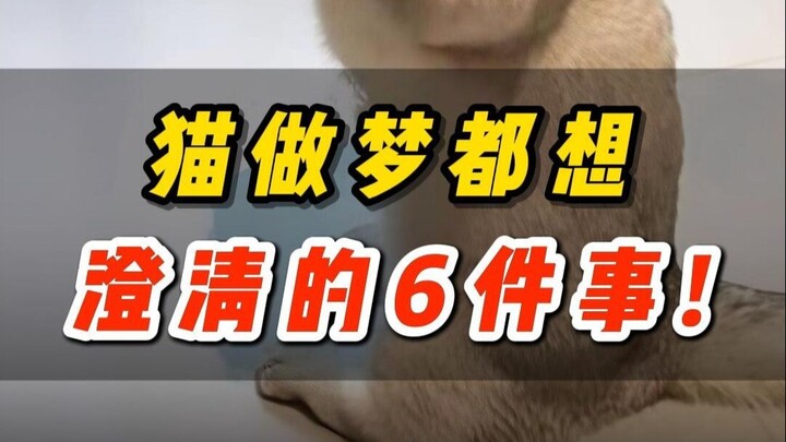 😭 Xem xong rưng nước mắt~ Sáu điều mà mèo cả đời chỉ muốn minh bạch❗❗