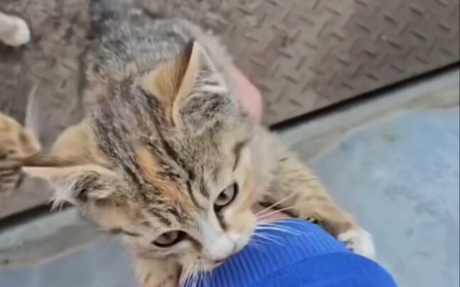 Jiang Taigong memancing kucing~