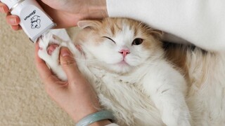 Mutton cat: Armpit hair? That’s not allowed! Owner: Hehehe little kitty... [Huahua and the three cat