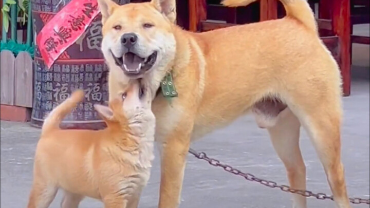 Apakah anak anjing masih ingat orang tuanya setelah dewasa?