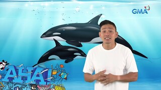 The AHA ‘Bakit List’ - Animals Edition | AHA!