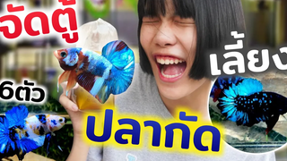 ซื้อปลากัด 6ตัว!!! 3คู่ จัดตู้เลี้ยงงบ 2000บาท