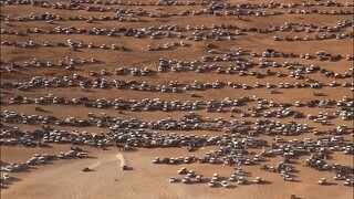 UAE Abu Dhabi's "Liwa Desert Festival": A Racing Carnival in the Heart of the Desert