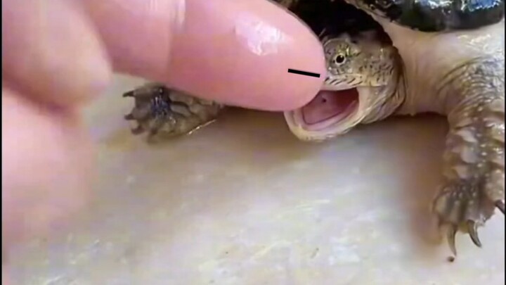 Súng súng bắn đầu, vận may dính dính