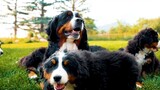 [Bernese Mountain Dog]Is this paradise?