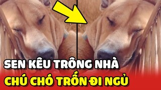 Chú chó cỏ bị BỐC PHỐT vì TRỐN ĐI NGỦ trong lúc đang giữ nhà 😂 | Yêu Lu