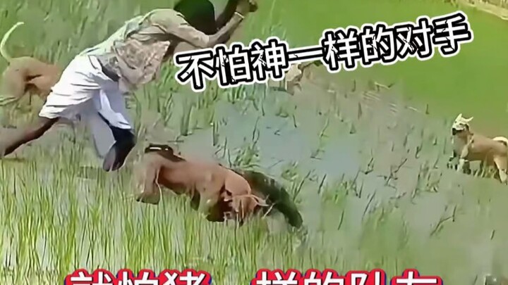 Enggak takut lawan sehebat dewa, yang bikin gue ngelus dada justru teman satu tim kayak babi—serius 