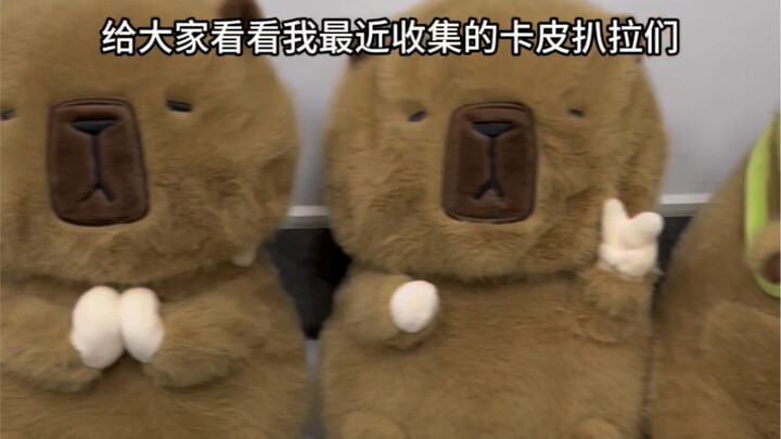 ขอนำเสนอคาปิบาราที่ผมสะสมมาให้ทุกคนดูหน่อยนะ