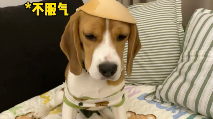 “Breast Pads and Dogs”