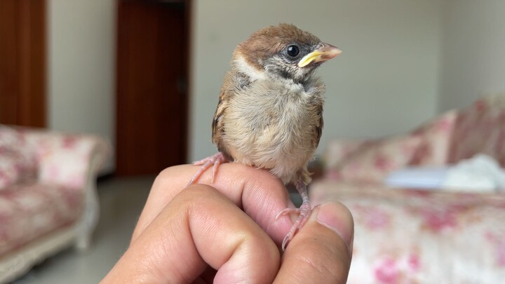 Begitu jendela dibuka, burung gereja langsung kabur—benarkah mereka benar-benar seperti serigala ber