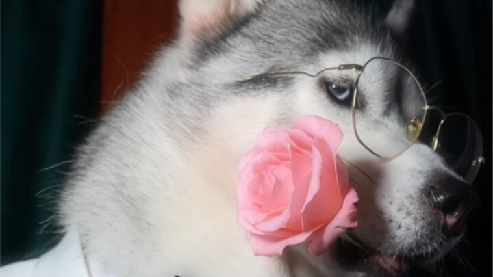 You say you like handsome guys—how about huskies instead?