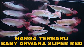 UPDATE Harga Baby Arwana Super Red TERBARU Gak Bikin KANTONG JEBOL