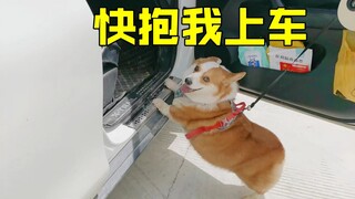 Want the short-legged corgi to get into the car by itself? No way!