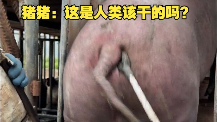 Zhu Zhu: Is this something humans should be doing?